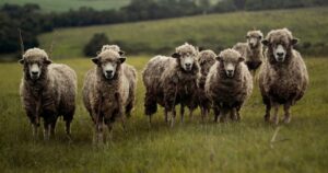 Schafe auf der Wiese ür den Artikel Leitlinien für umweltgerechte Photovoltaik-Freiflächenanlagen